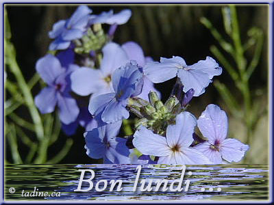 bonjour